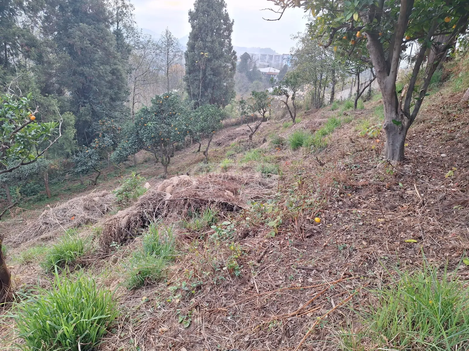 Agricultural Plot For Sale In Batumi view 5