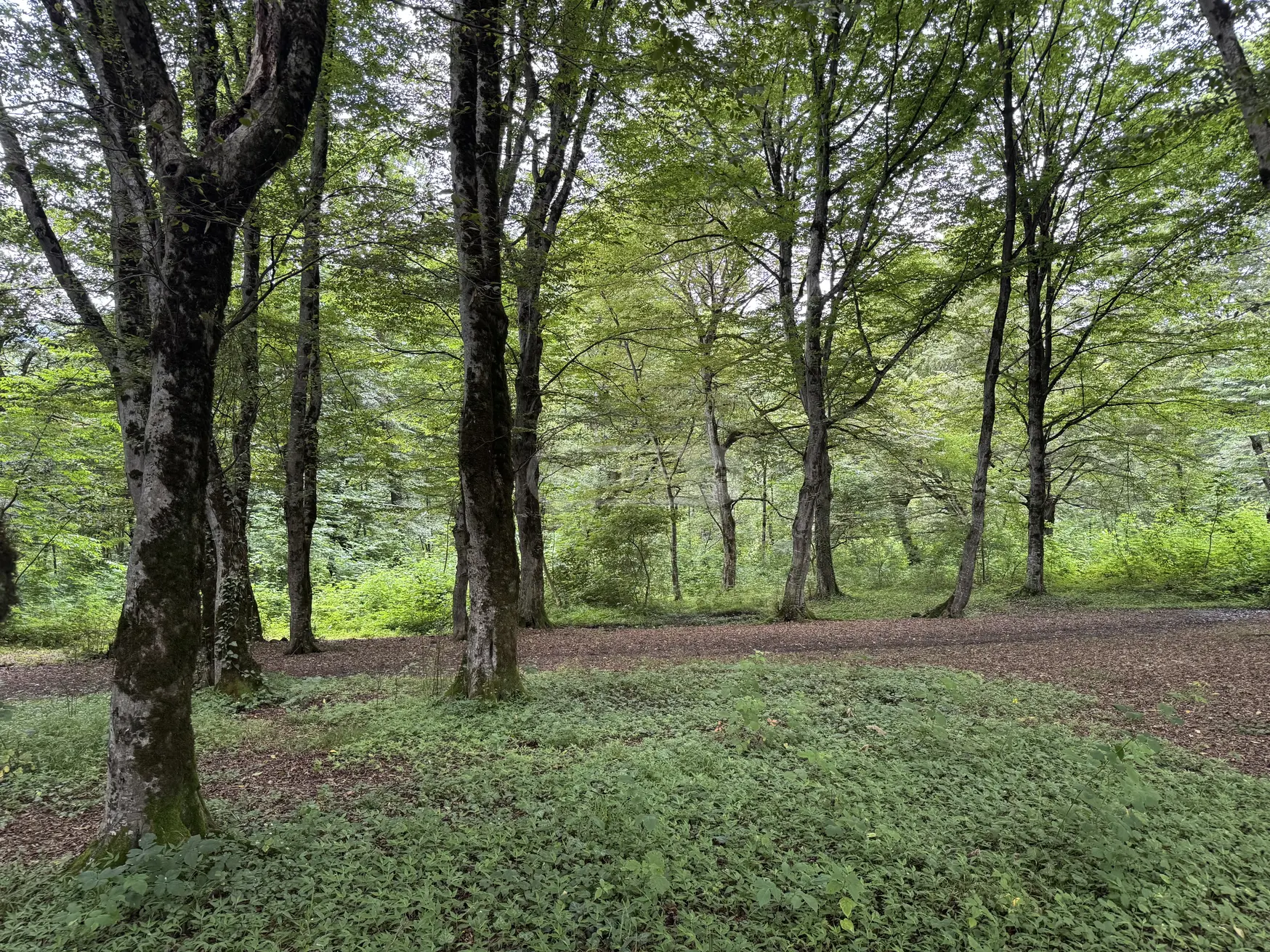 იყიდება Non-Agricultural Plot In Lagodekhiში view 4