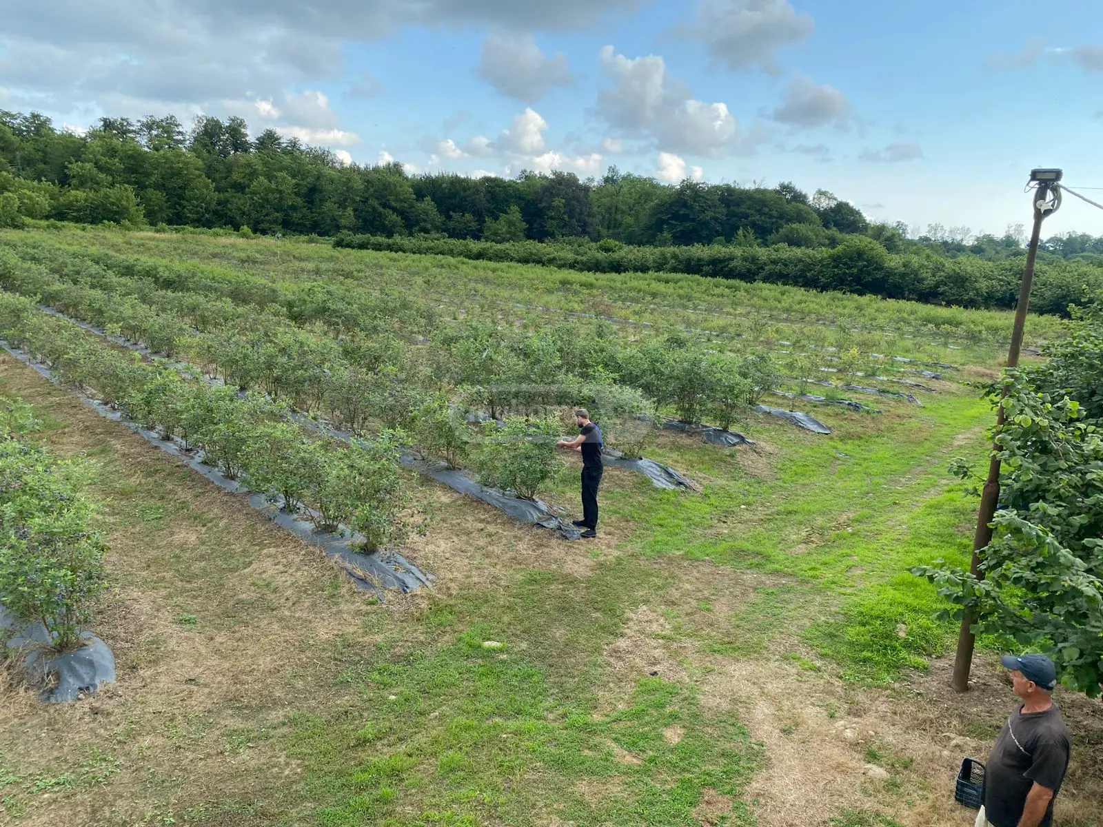 Agricultural Plot For Sale In Zugdidi view 11
