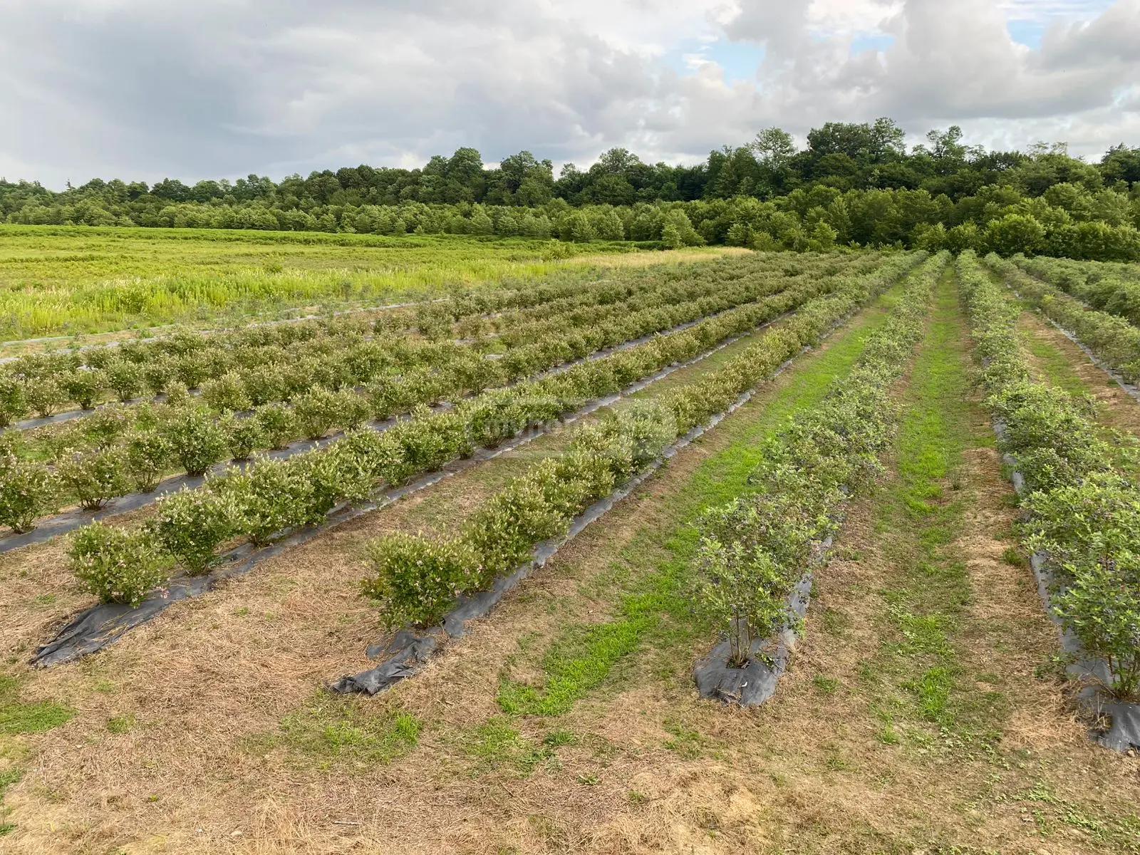 Agricultural Plot For Sale In Zugdidi view 15