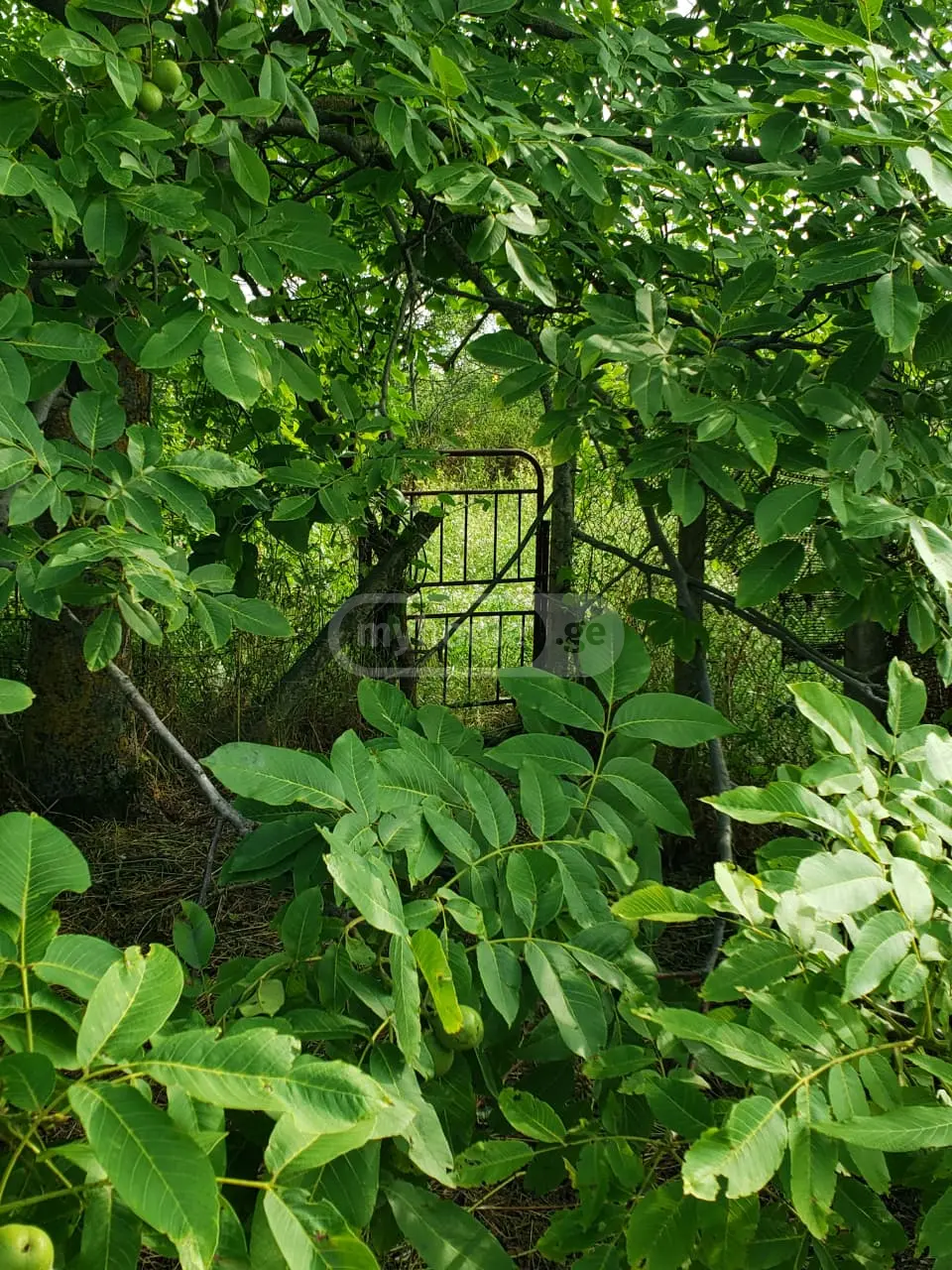Agricultural Plot For Sale In Signagi view 1