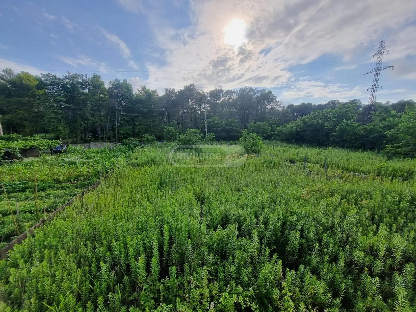 იყიდება Non-Agricultural Plot In Fotiში view 2