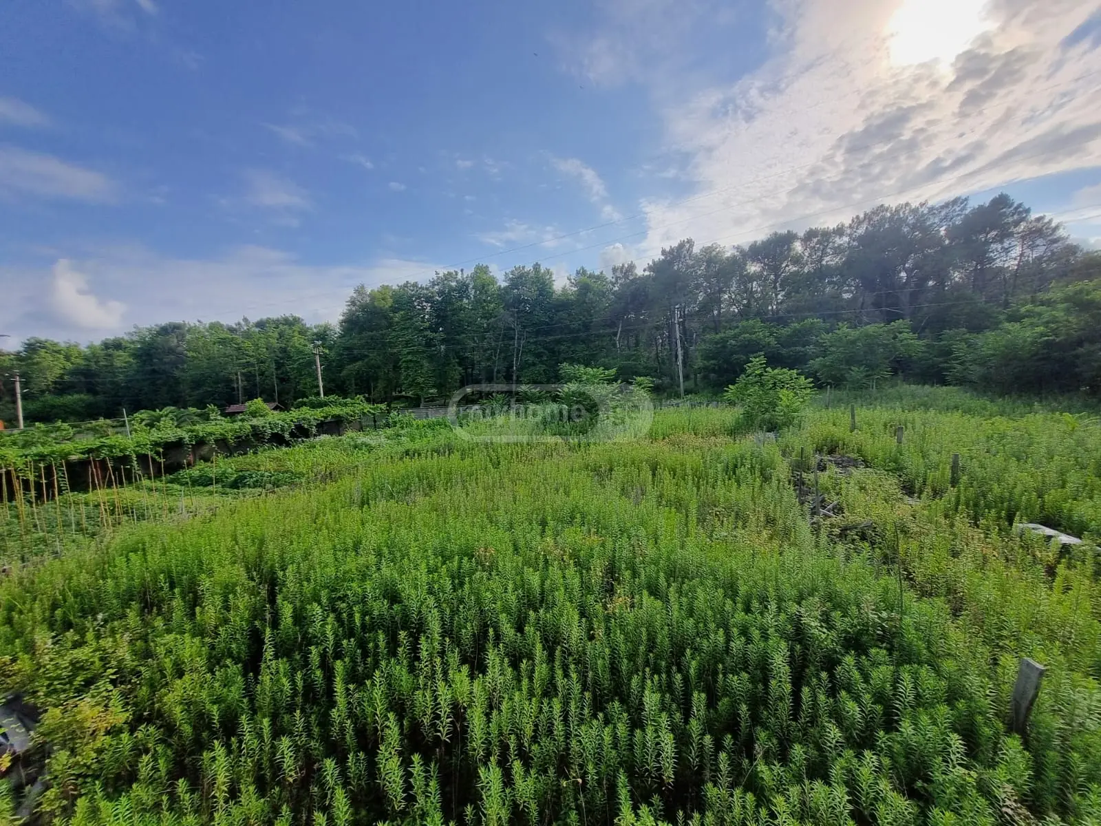 იყიდება Non-Agricultural Plot In Fotiში view 3