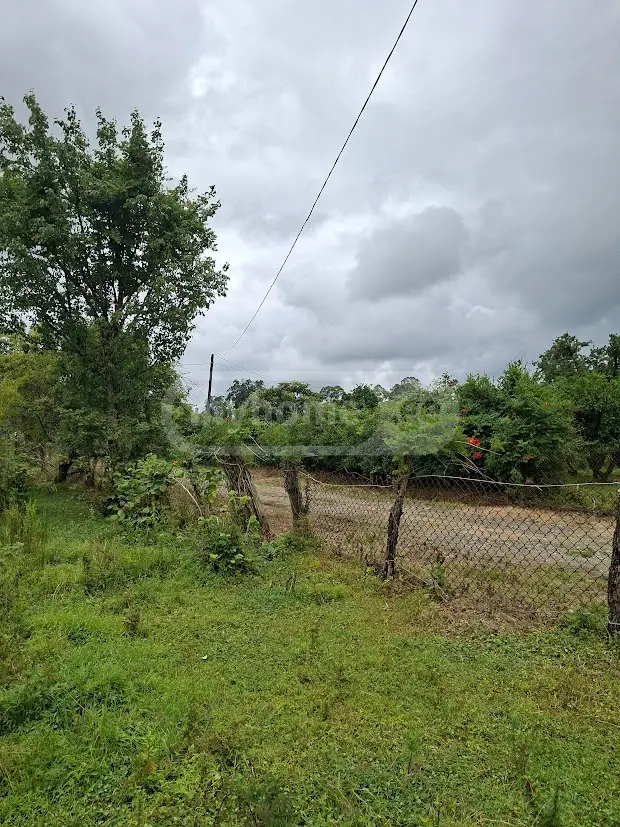 Agricultural Plot For Sale In Shekvetili, In Ozurgeti Municipality view 9
