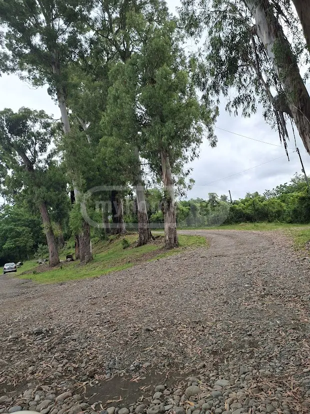 Agricultural Plot For Sale In Shekvetili, In Ozurgeti Municipality view 2