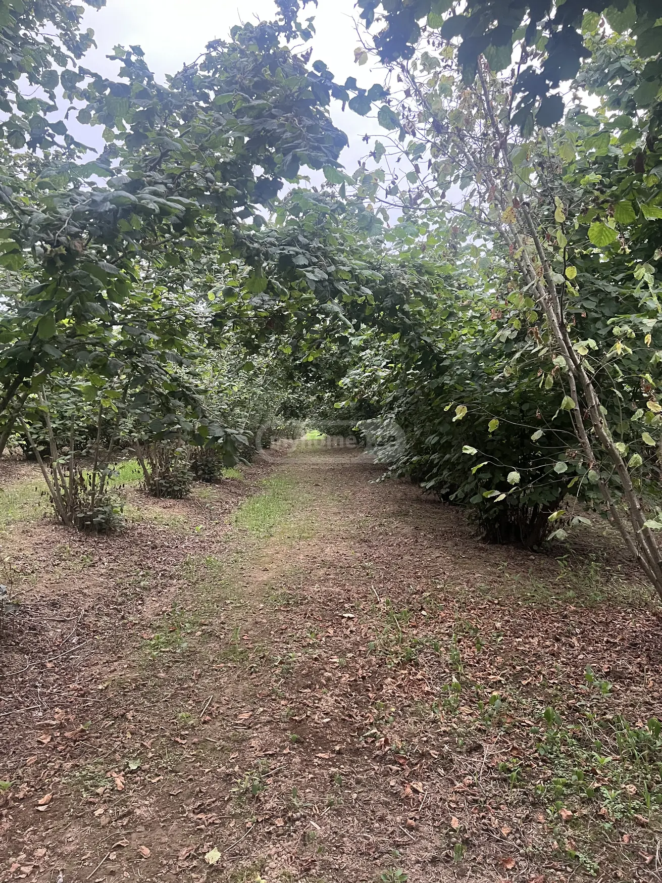 იყიდება Agricultural Plot In Zugdidiში view 1