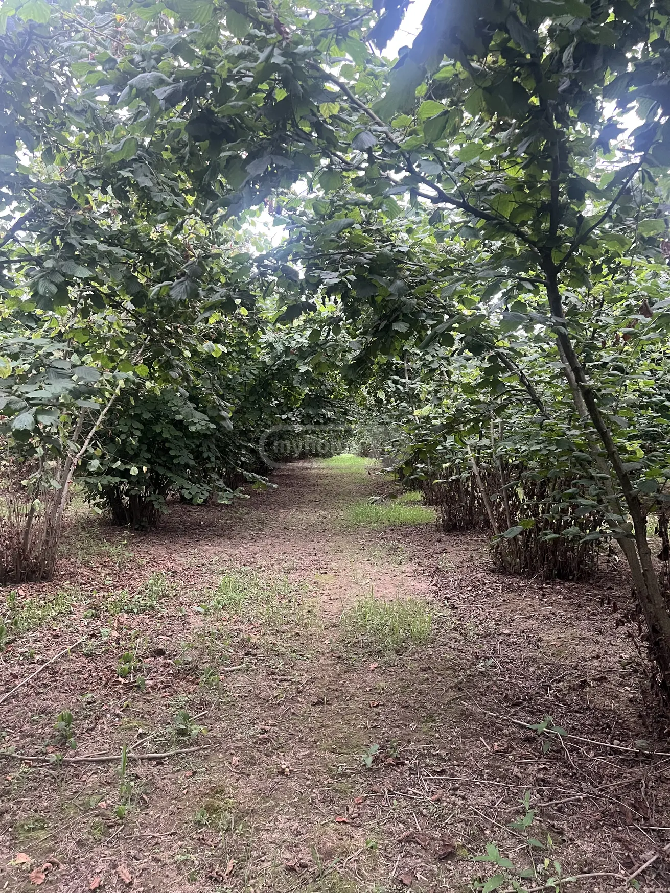 იყიდება Agricultural Plot In Zugdidiში view 2