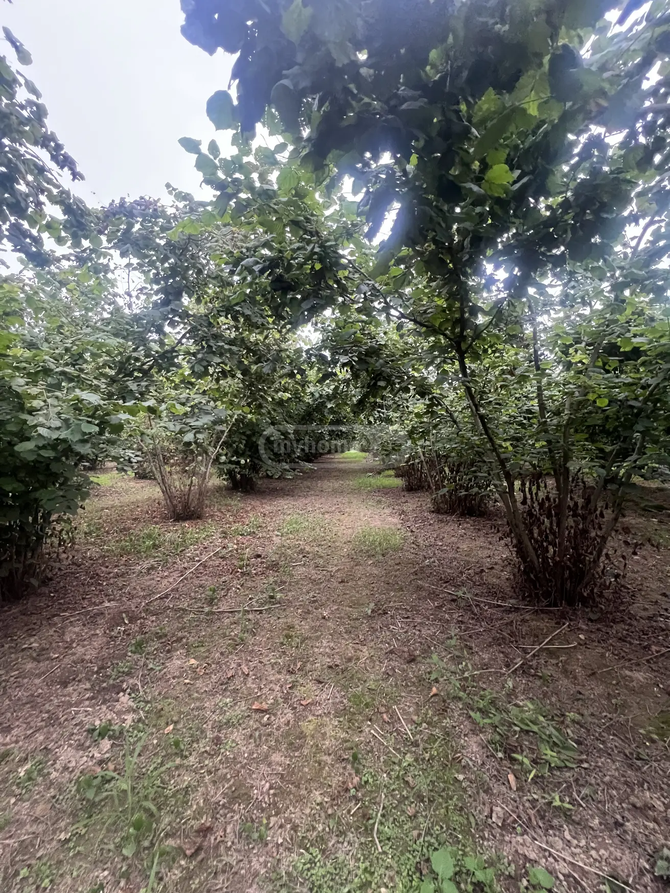 იყიდება Agricultural Plot In Zugdidiში view 3