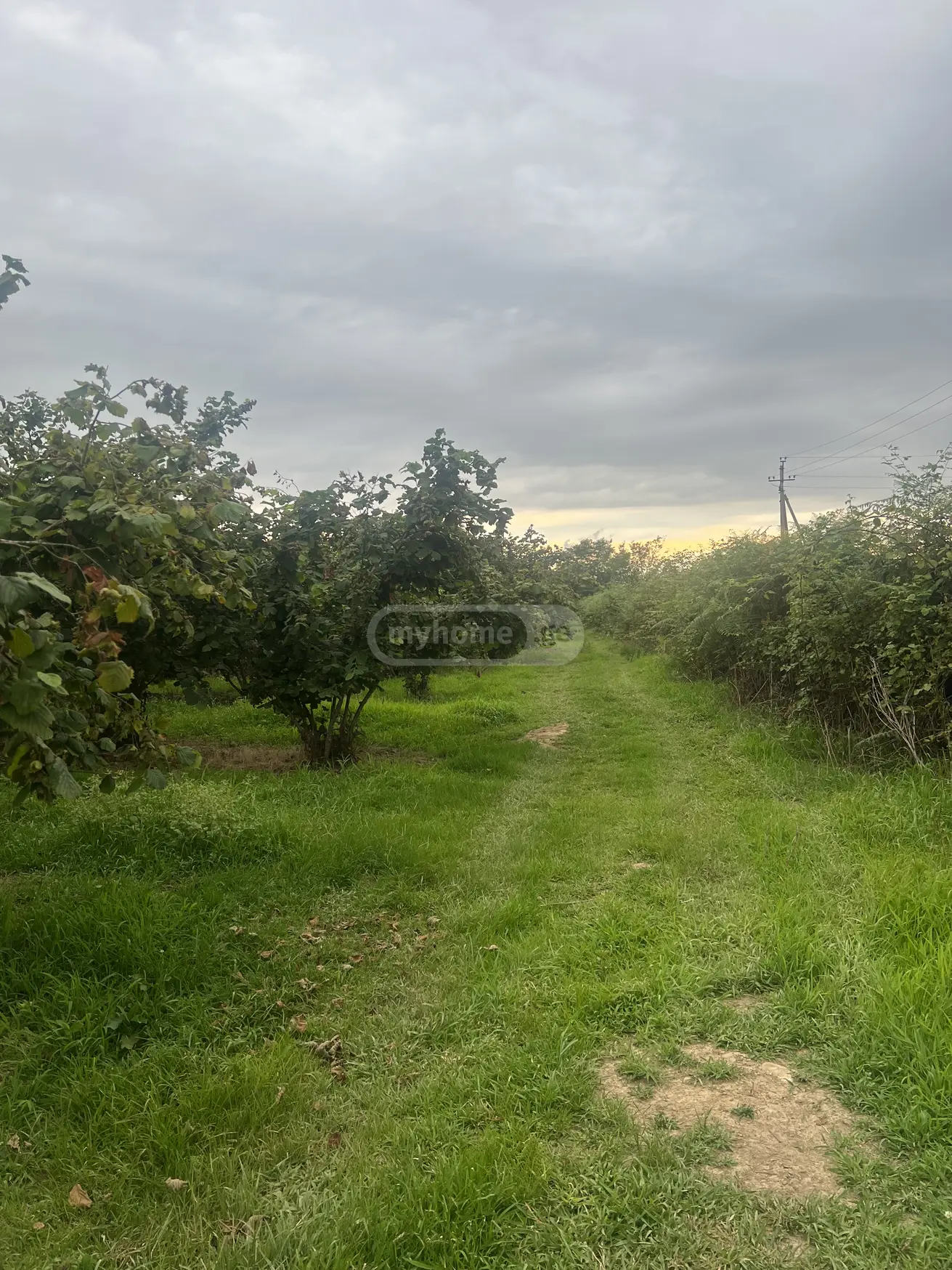 იყიდება Agricultural Plot In Zugdidiში view 5