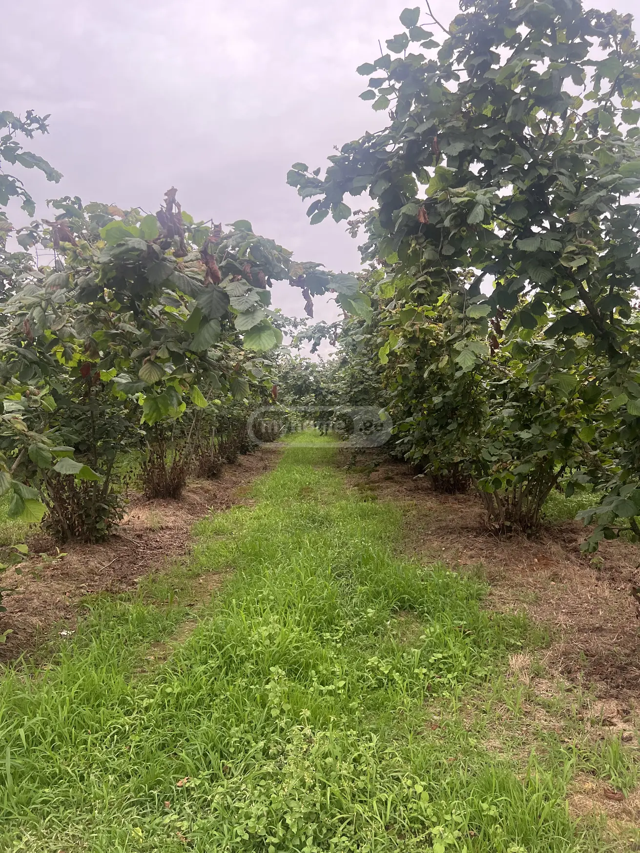 იყიდება Agricultural Plot In Zugdidiში view 4