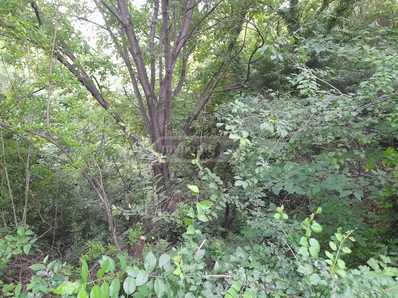 Non-Agricultural Plot For Sale In Elia view 4