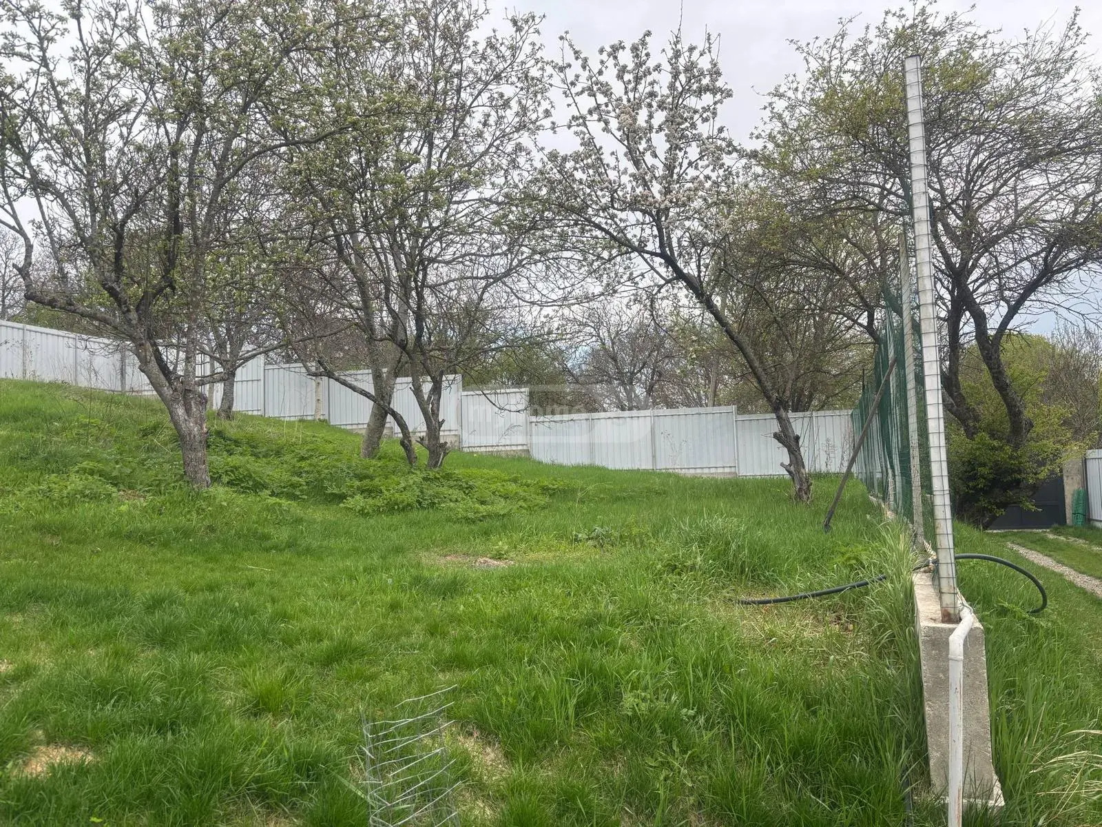 Agricultural Plot For Sale In Betania view 5