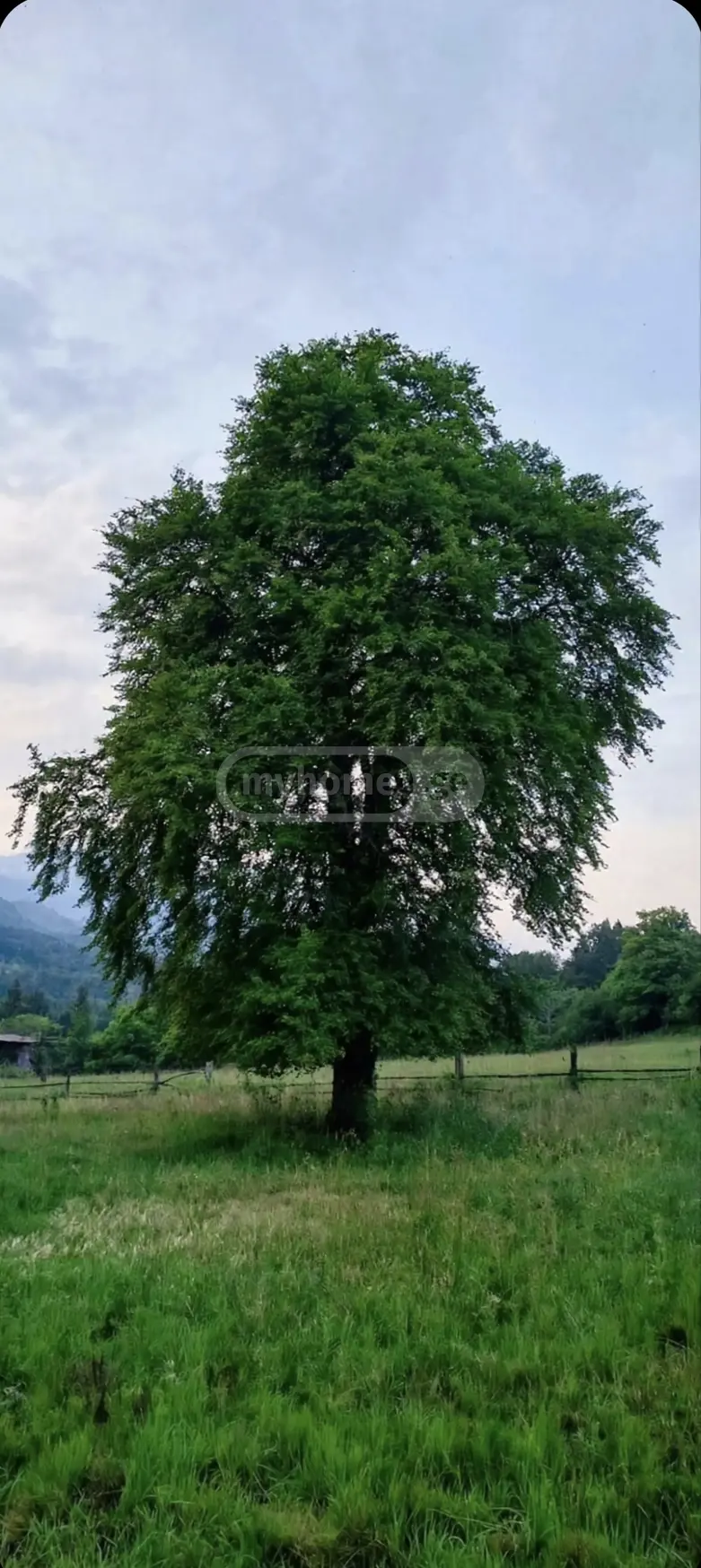 იყიდება Agricultural Plot In Tsemi, In Borjomi Municipalityში view 2