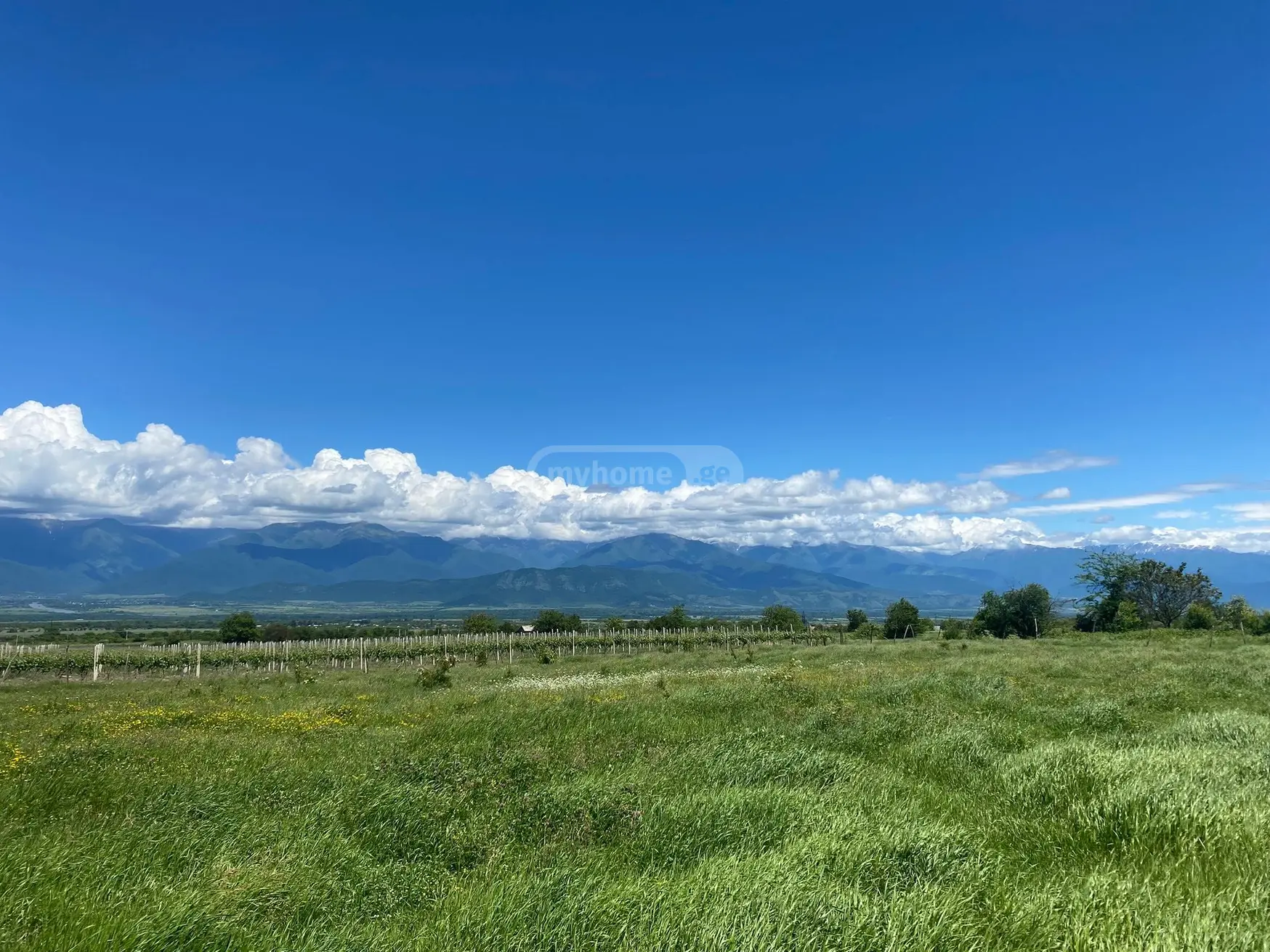 იყიდება Non-Agricultural Plot In Vardisubani, In Telavi Municipalityში view 1