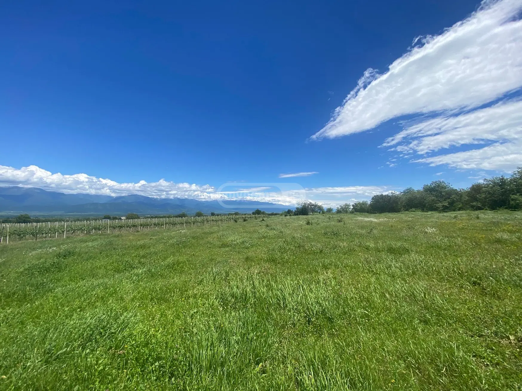 Agricultural Plot For Sale In Vardisubani, In Telavi Municipality view 1