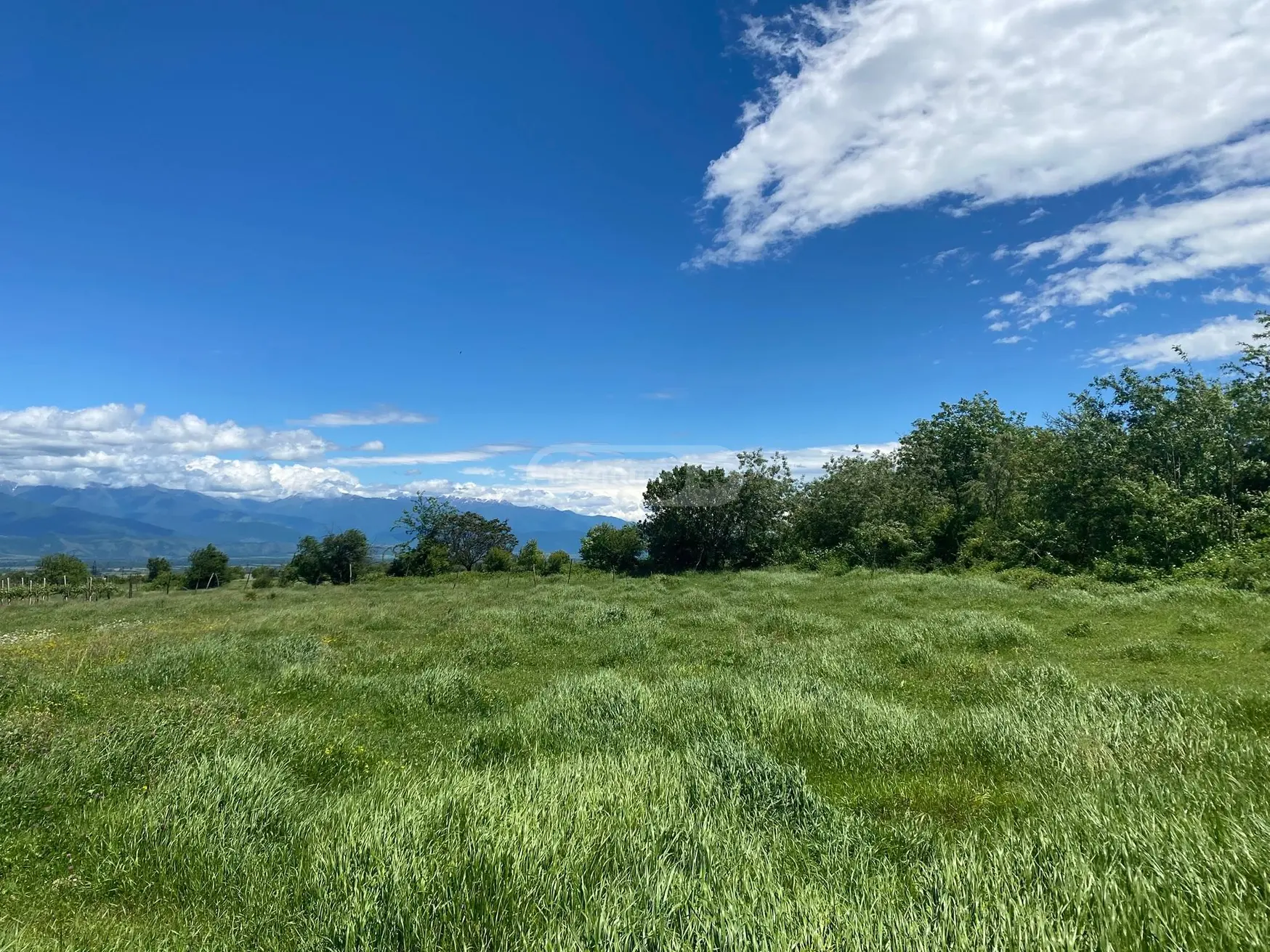 იყიდება Non-Agricultural Plot In Vardisubani, In Telavi Municipalityში view 4