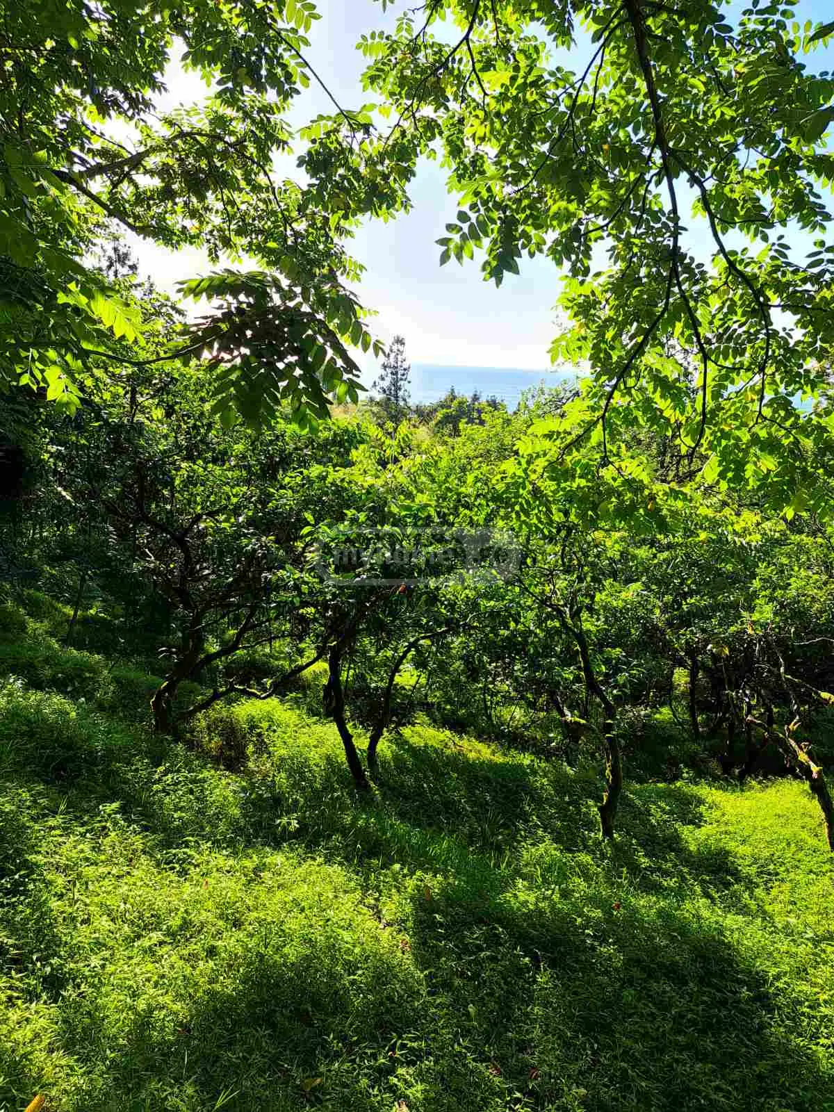 Agricultural Plot For Sale In Tsikhisdziri, In Kobuleti Municipality view 2