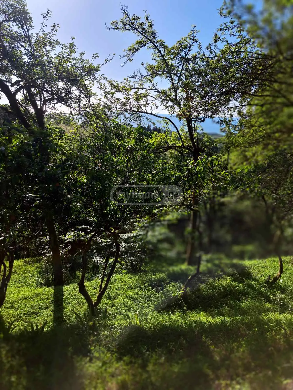 Agricultural Plot For Sale In Tsikhisdziri, In Kobuleti Municipality view 3