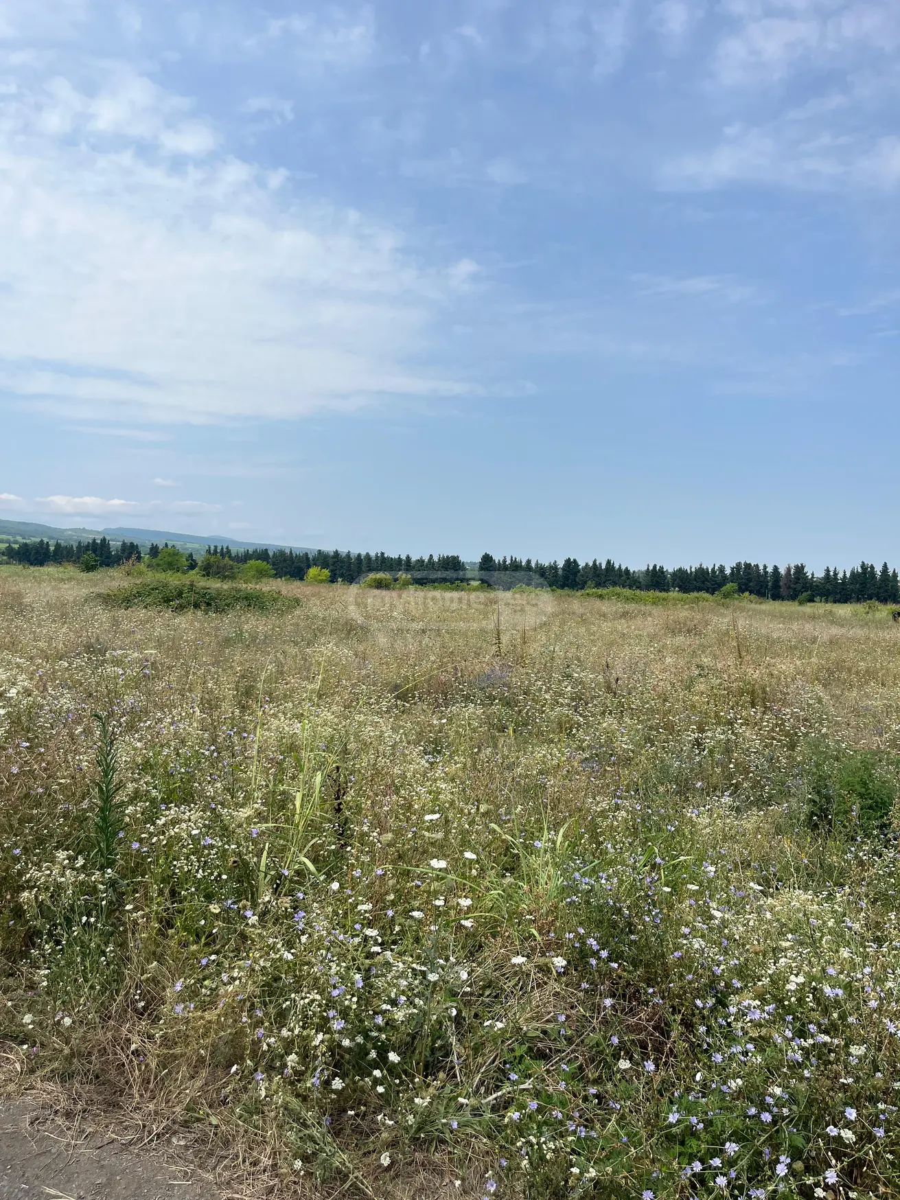 Investment / For Construction Plot For Sale In Akhasheni, In Gurjaani Municipality view 12