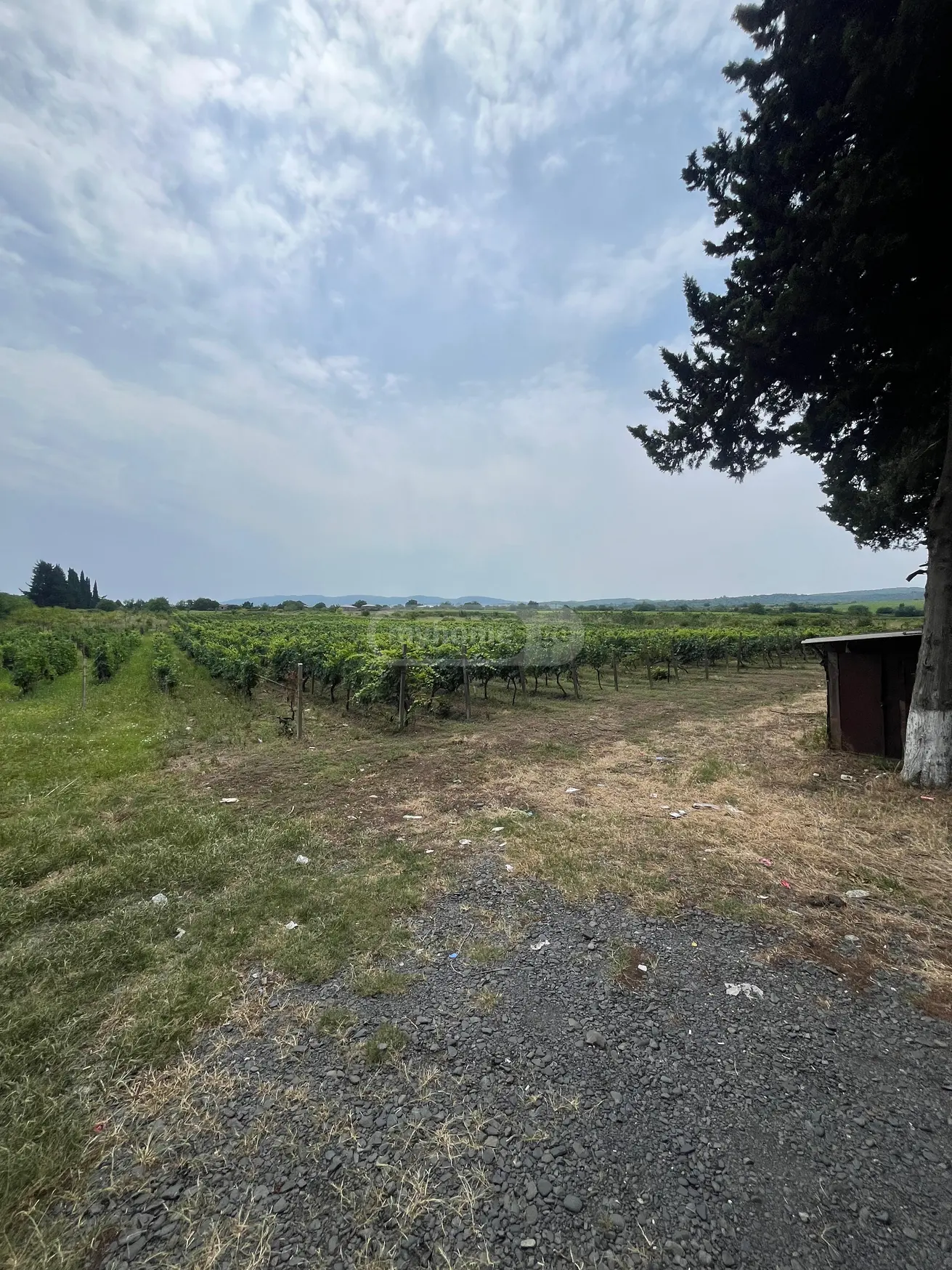 Investment / For Construction Plot For Sale In Akhasheni, In Gurjaani Municipality view 5