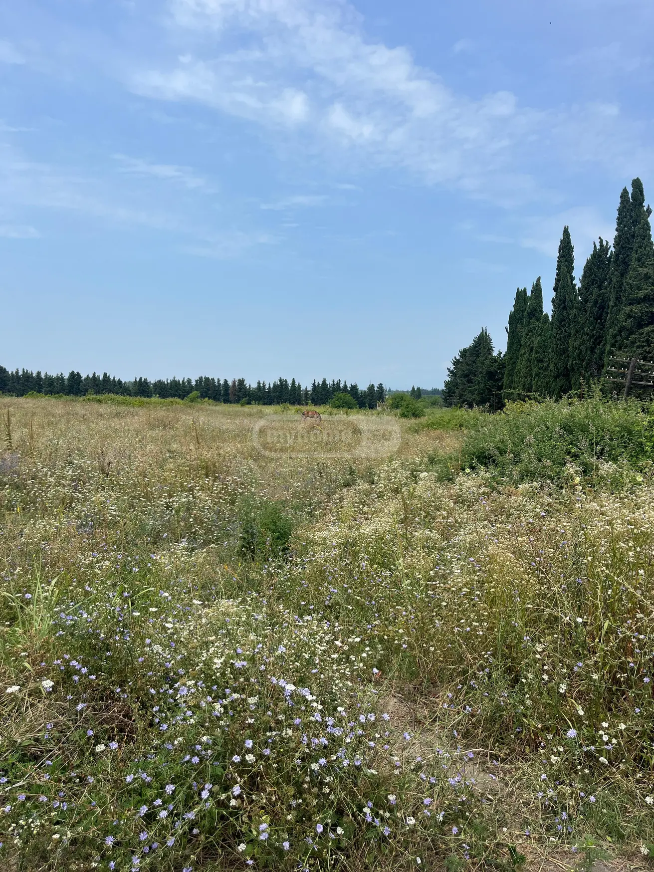 Investment / For Construction Plot For Sale In Akhasheni, In Gurjaani Municipality view 11