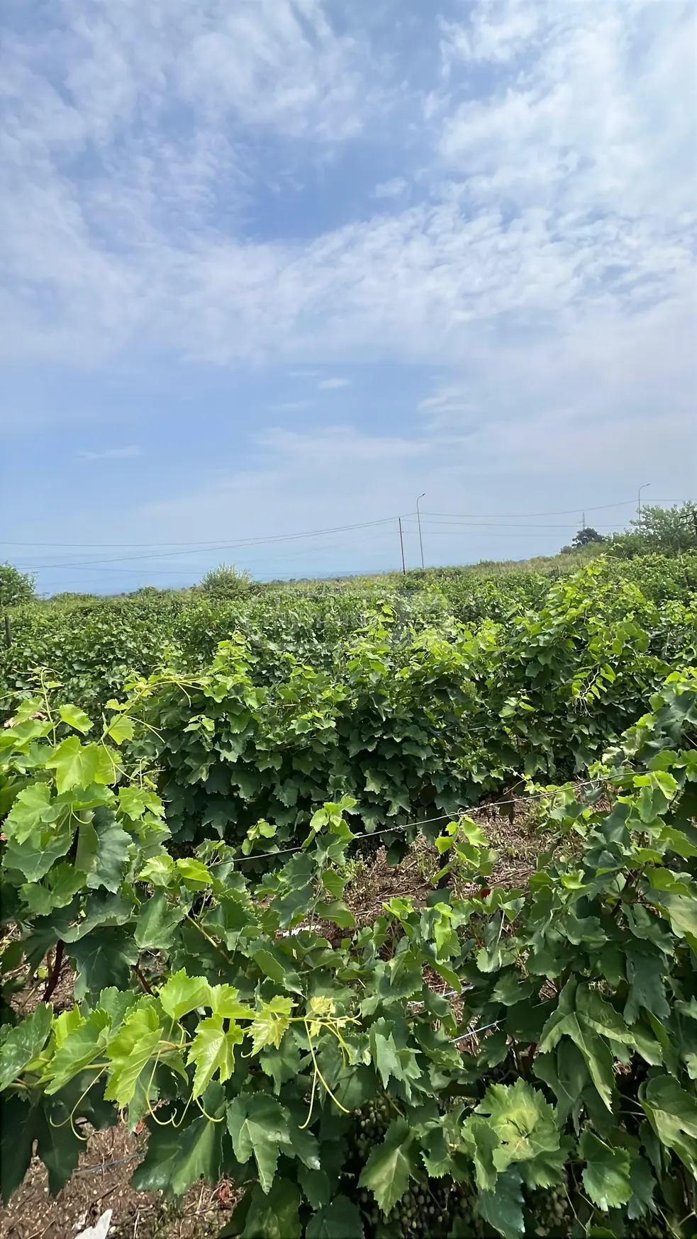 Investment / For Construction Plot For Sale In Akhasheni, In Gurjaani Municipality view 6
