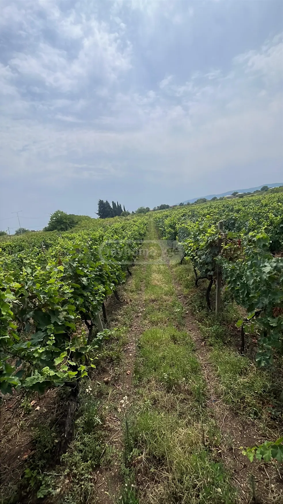 Investment / For Construction Plot For Sale In Akhasheni, In Gurjaani Municipality view 8