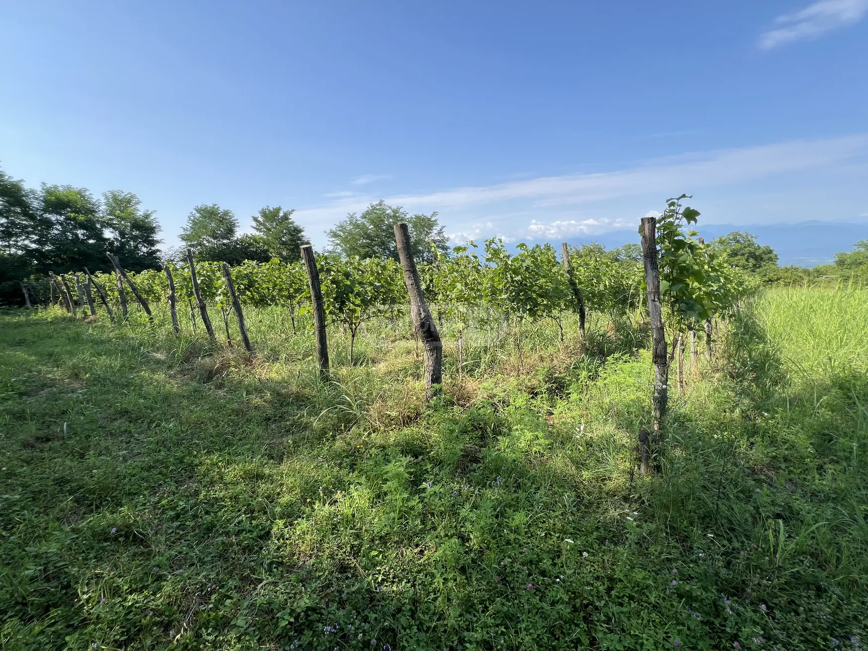იყიდება Agricultural Plot In Vazisubani, In Gurjaani Municipalityში view 2