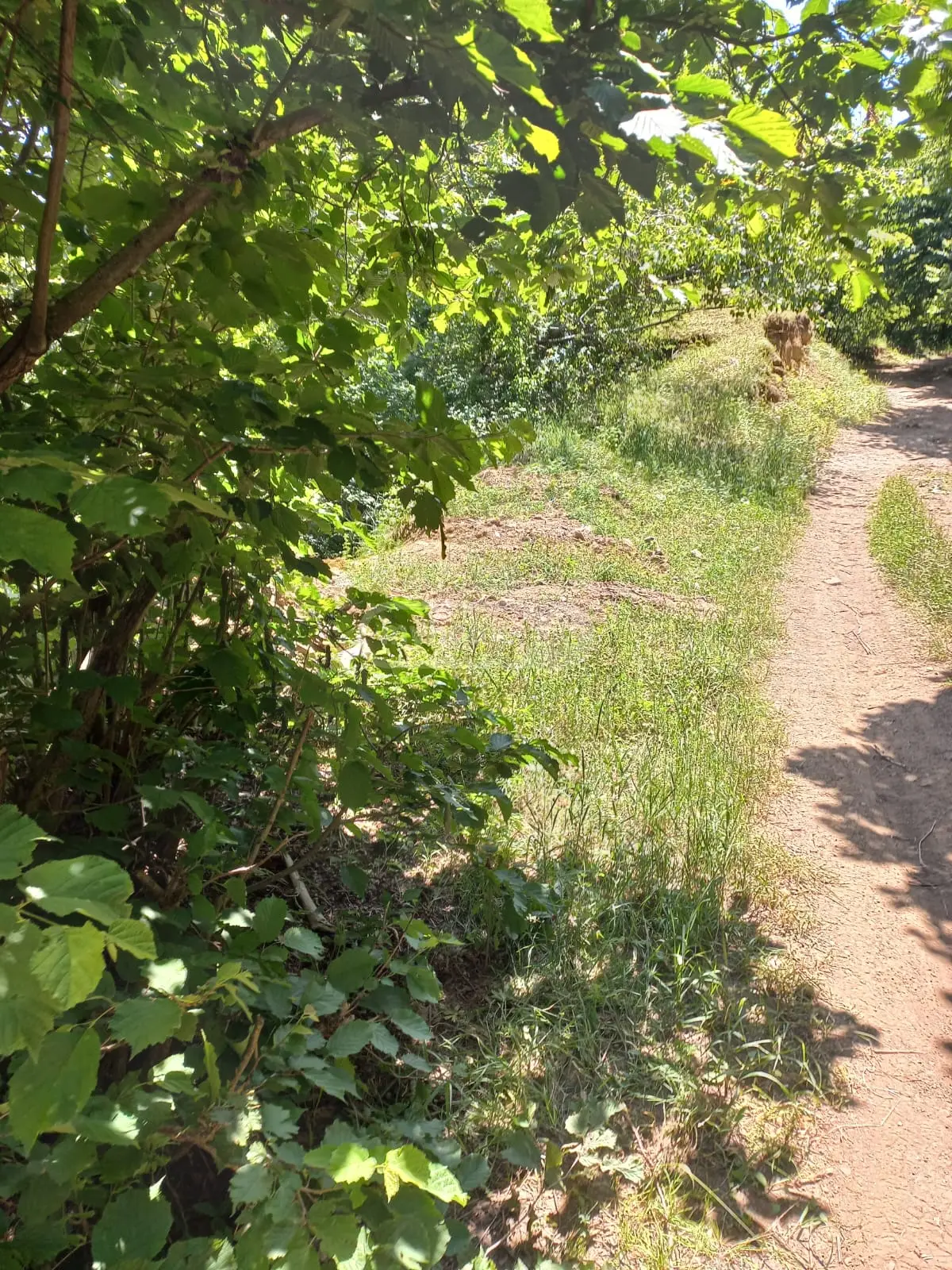 Investment / For Construction Plot For Sale In Tsavkisi view 3
