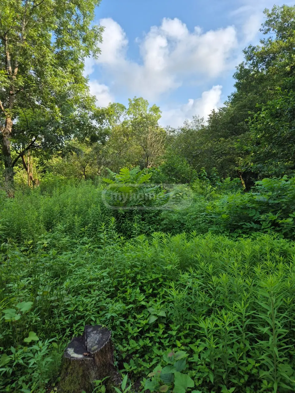 10+ Room Private House For Sale In Supsa, In Lanchkhuti Municipality view 5