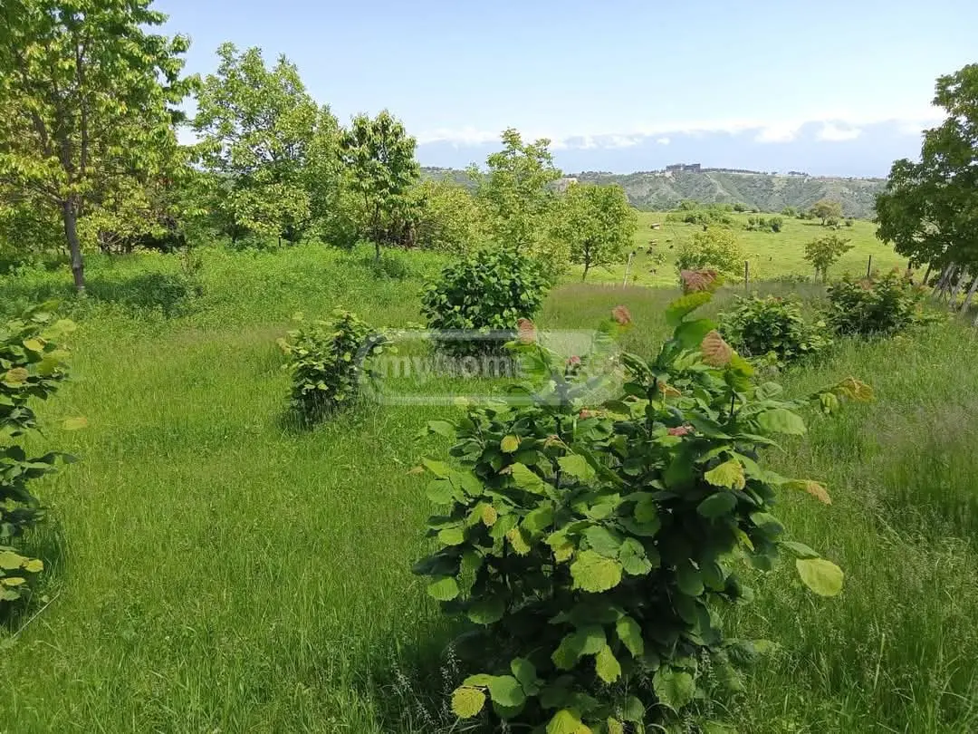 Agricultural Plot For Sale In Signagi view 1