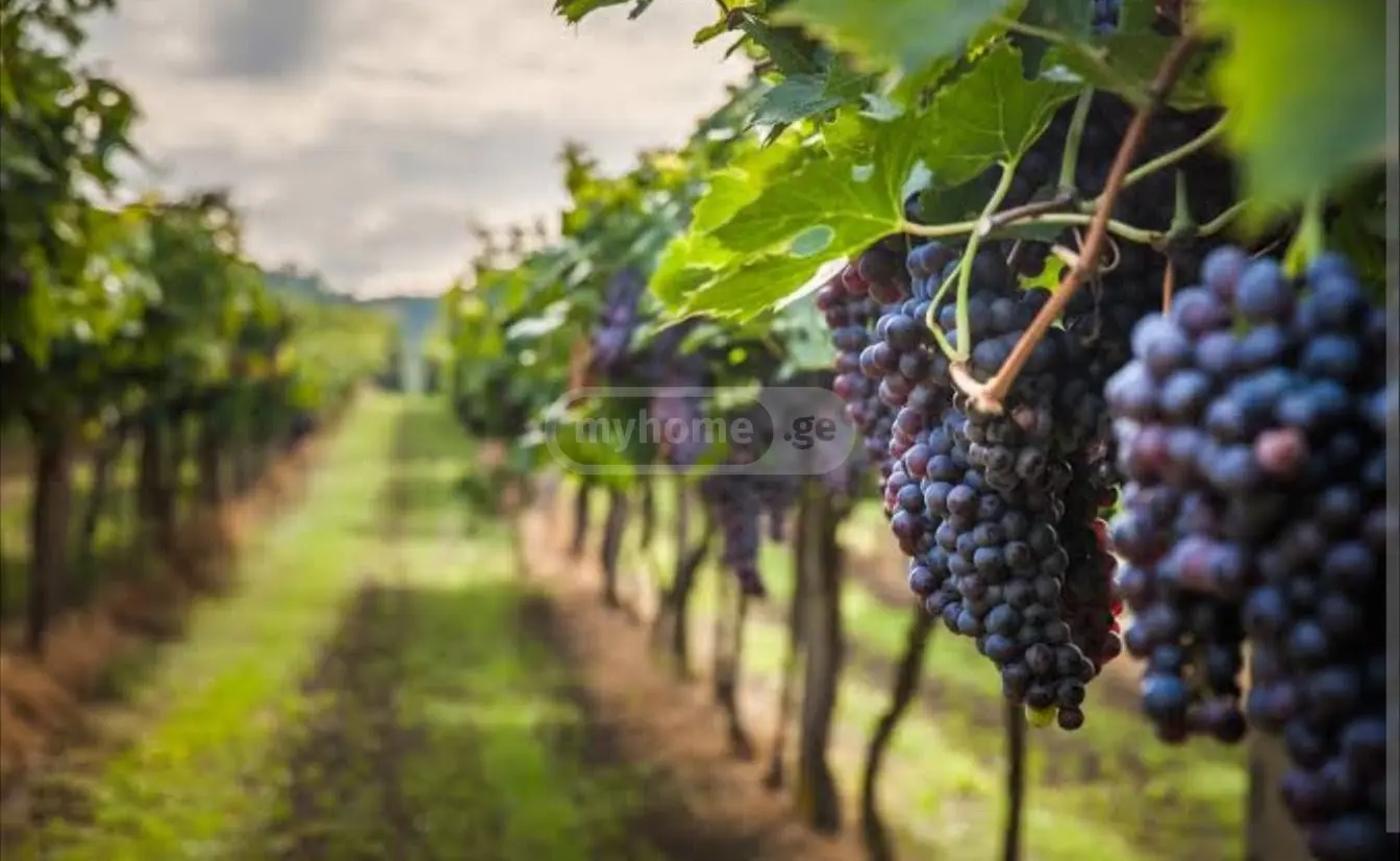 Non-Agricultural Plot For Sale In Gonio, In Khelvachauri Municipality view 7