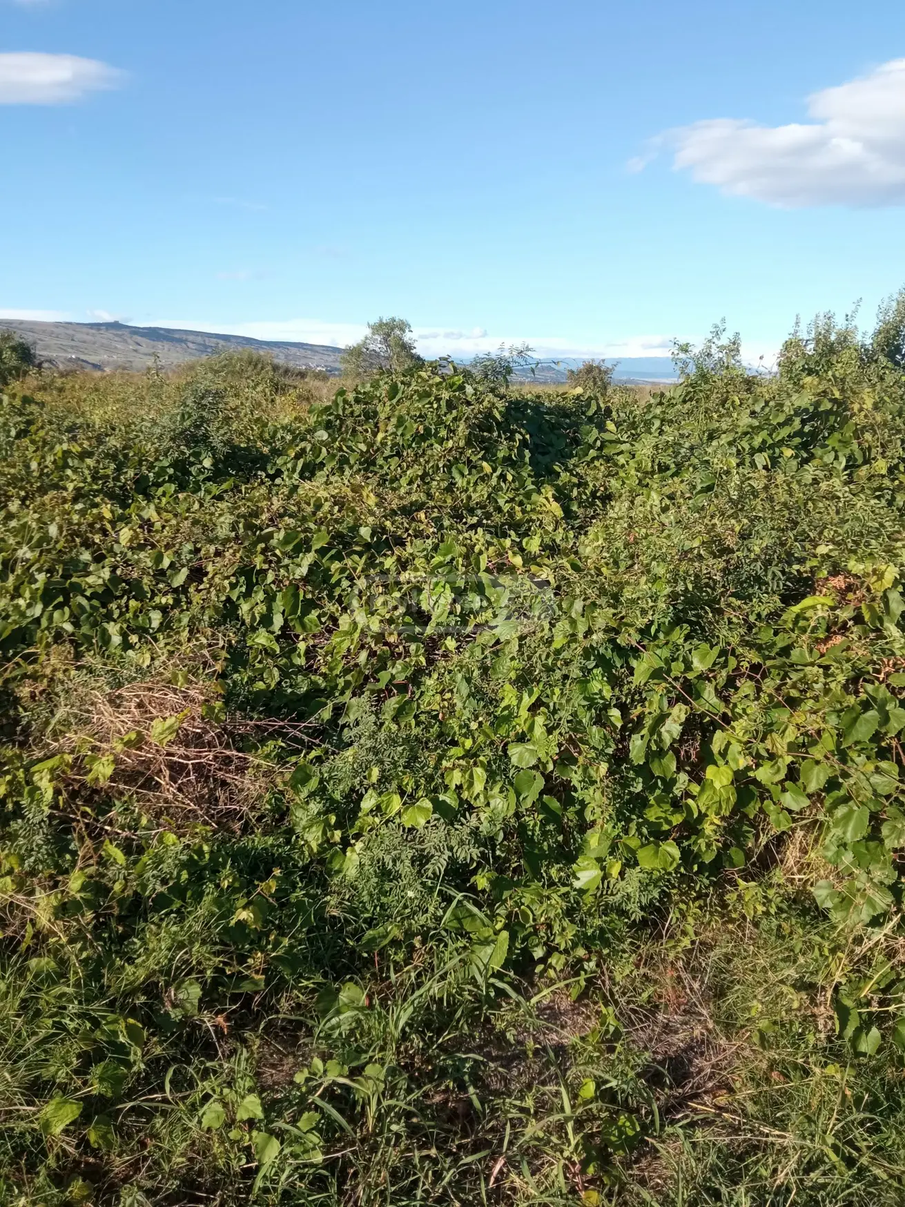 იყიდება Agricultural Plot In Koda, In Tetritskaro Municipalityში view 1