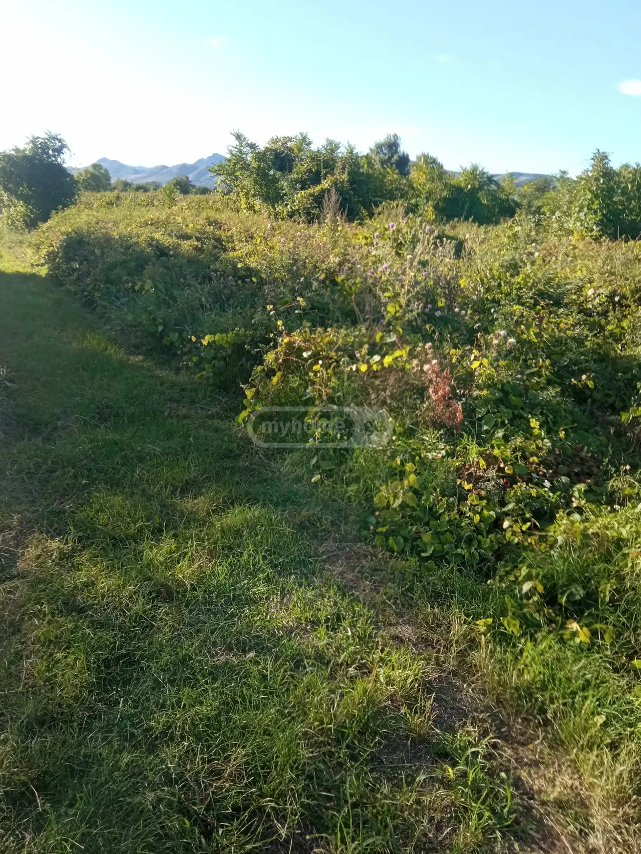 იყიდება Agricultural Plot In Koda, In Tetritskaro Municipalityში view 2