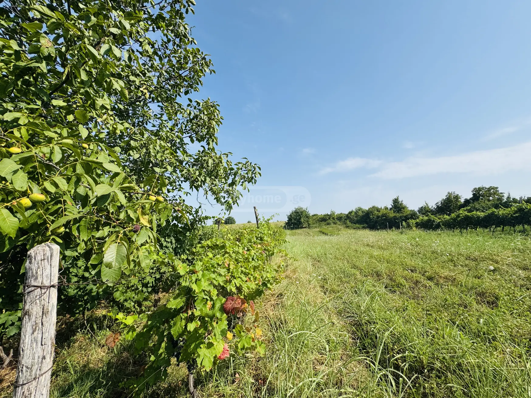 იყიდება Agricultural Plot In Akhasheni, In Gurjaani Municipalityში view 4