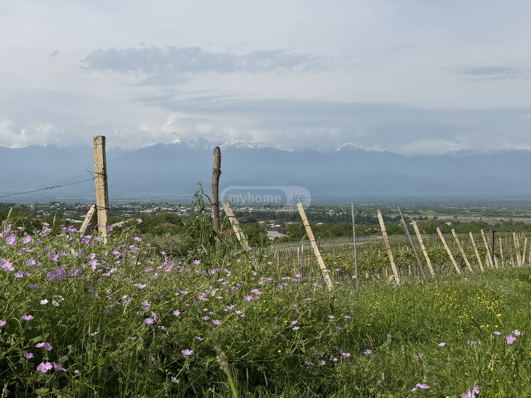 იყიდება Agricultural Plot In Akhasheni, In Gurjaani Municipalityში view 1