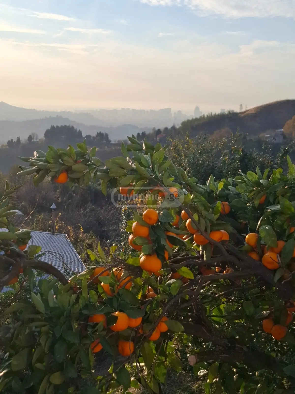 4 Room Country House For Rent In Makhinjauri, In Batumi view 13