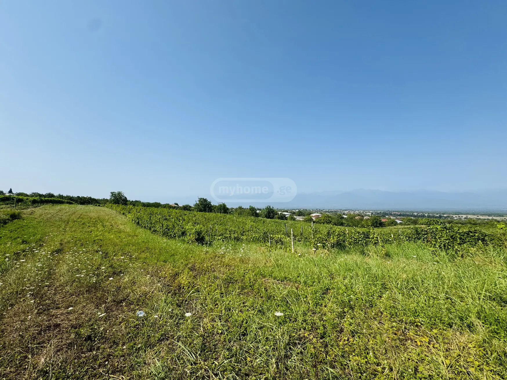 იყიდება Agricultural Plot In Akhasheni, In Gurjaani Municipalityში view 5