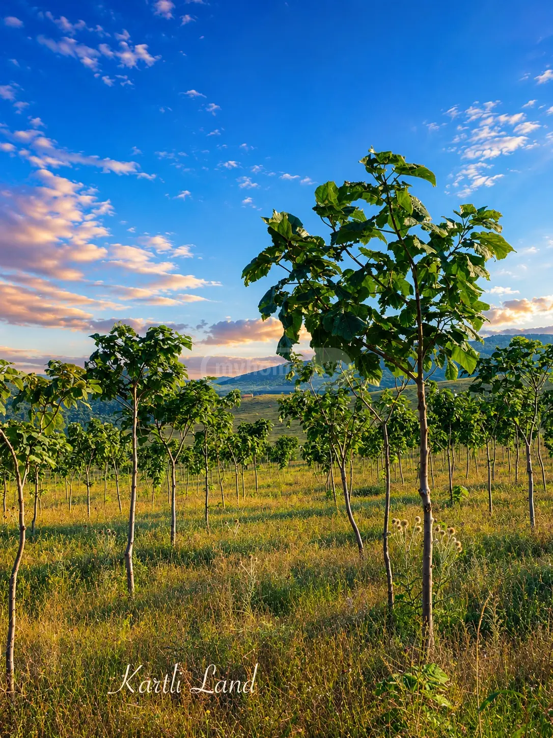 Продажа Agricultural Plot в In Kavtiskhevi, In Kaspi Municipality view 2