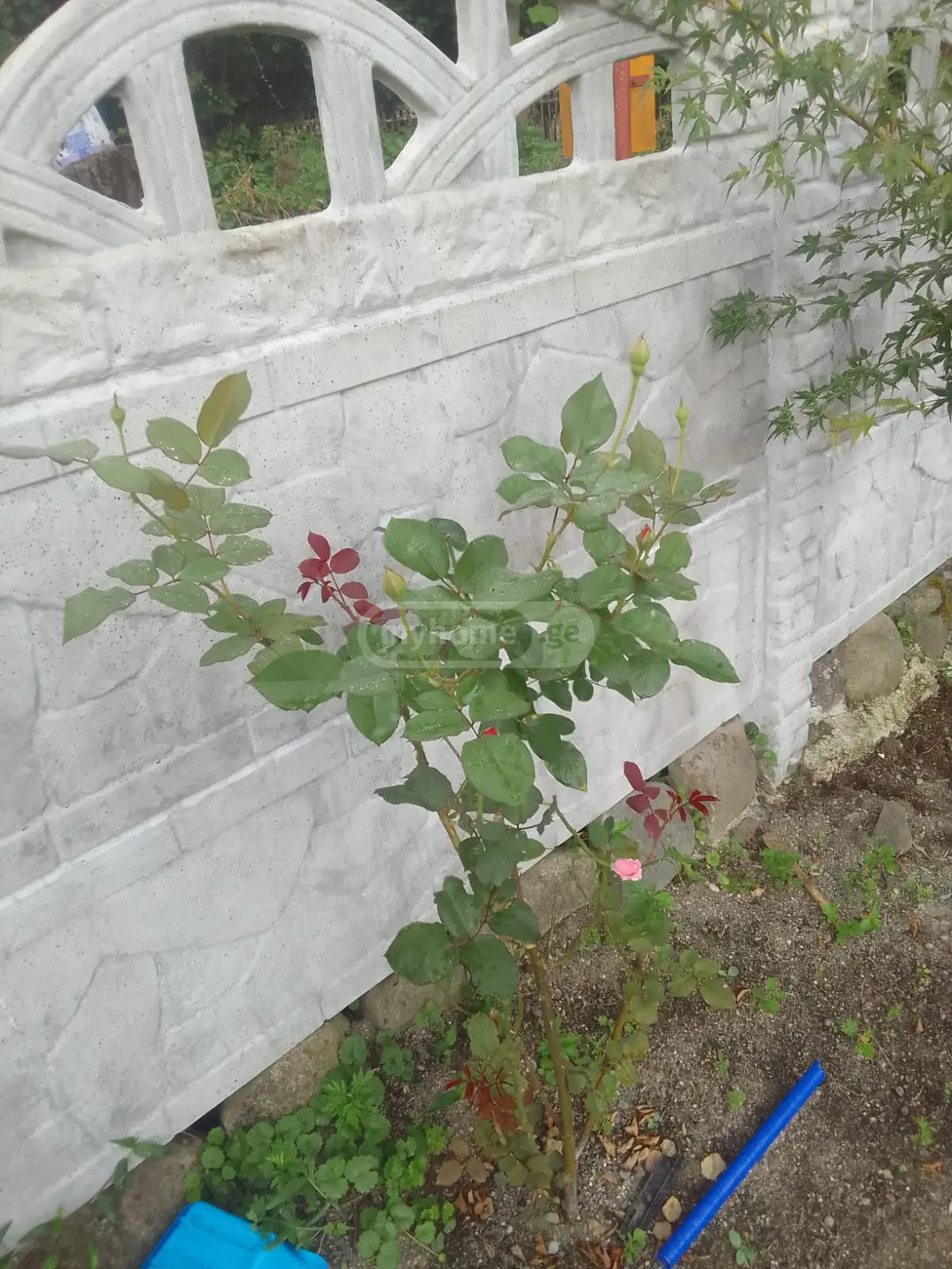 2 Room Private House For Rent In Likhauri, In Ozurgeti Municipality view 3