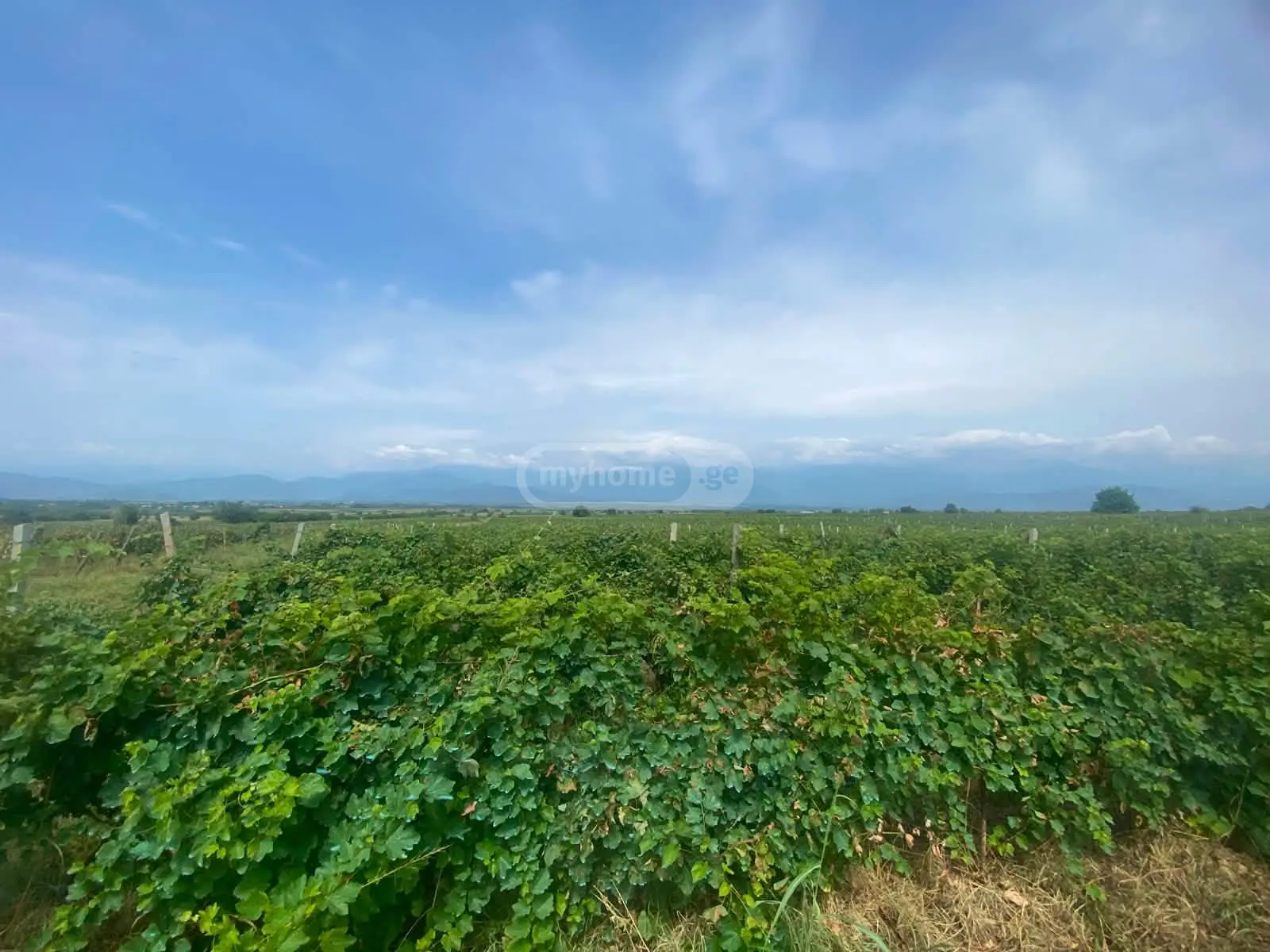 იყიდება Agricultural Plot In Ikalto, In Telavi Municipalityში view 4
