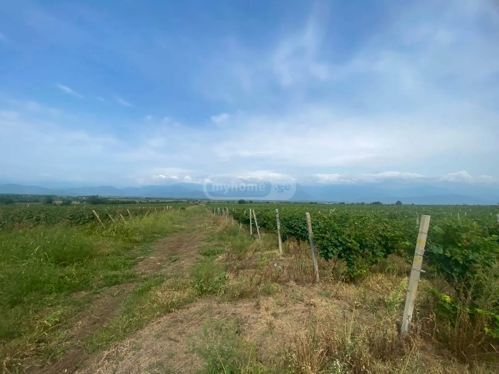 იყიდება Agricultural Plot In Ikalto, In Telavi Municipalityში view 3