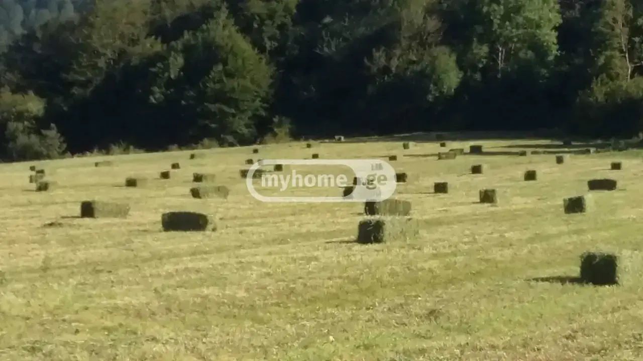 Farm Plot For Sale In Dusheti view 4