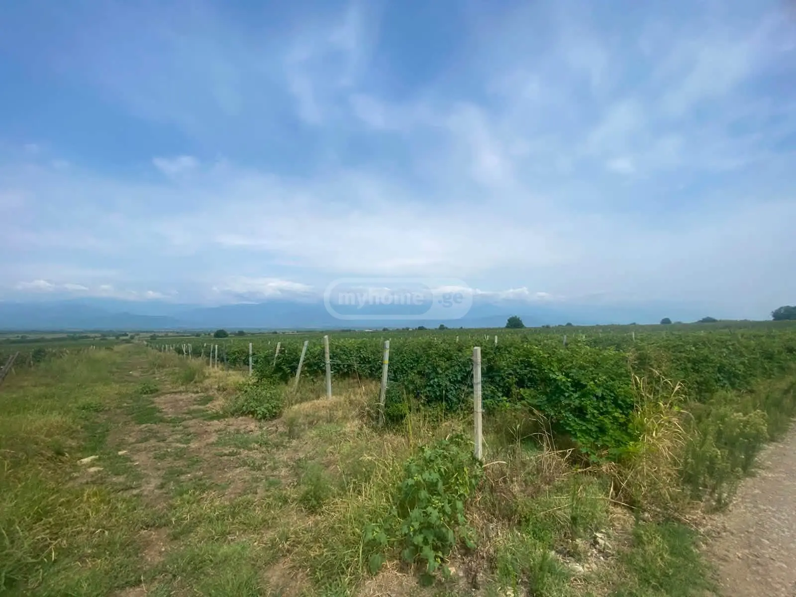 იყიდება Agricultural Plot In Ikalto, In Telavi Municipalityში view 1
