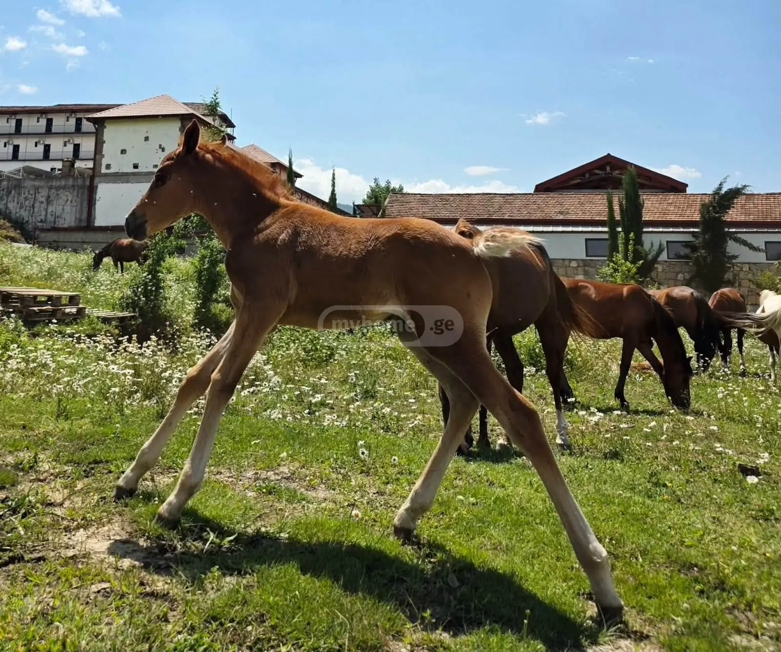 3 Room Country House For Sale view 9