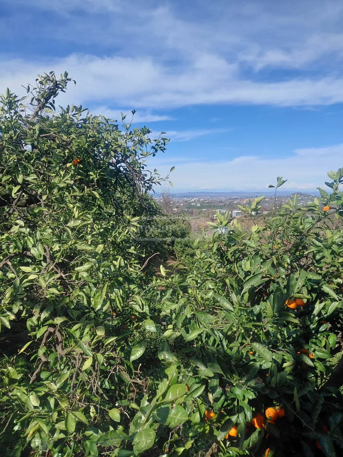 Agricultural Plot For Sale In Tsikhisdziri, In Kobuleti Municipality view 2