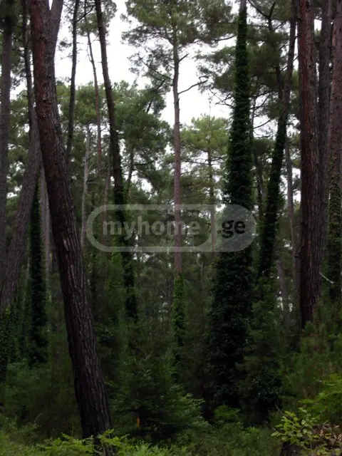 Agricultural Plot For Sale In Tskaltubo view 1