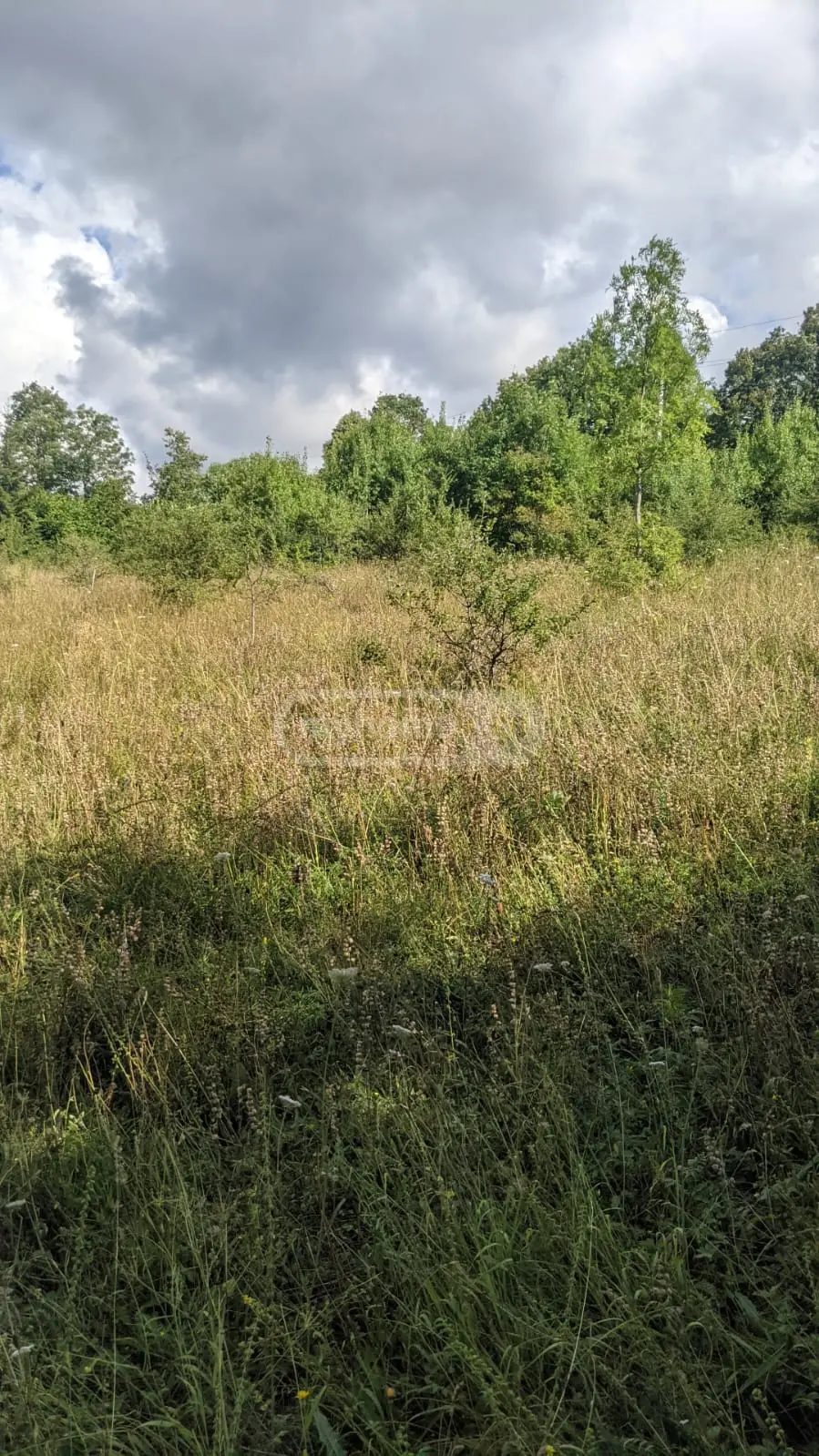 Agricultural Plot For Sale In Tsemi, In Borjomi Municipality view 1