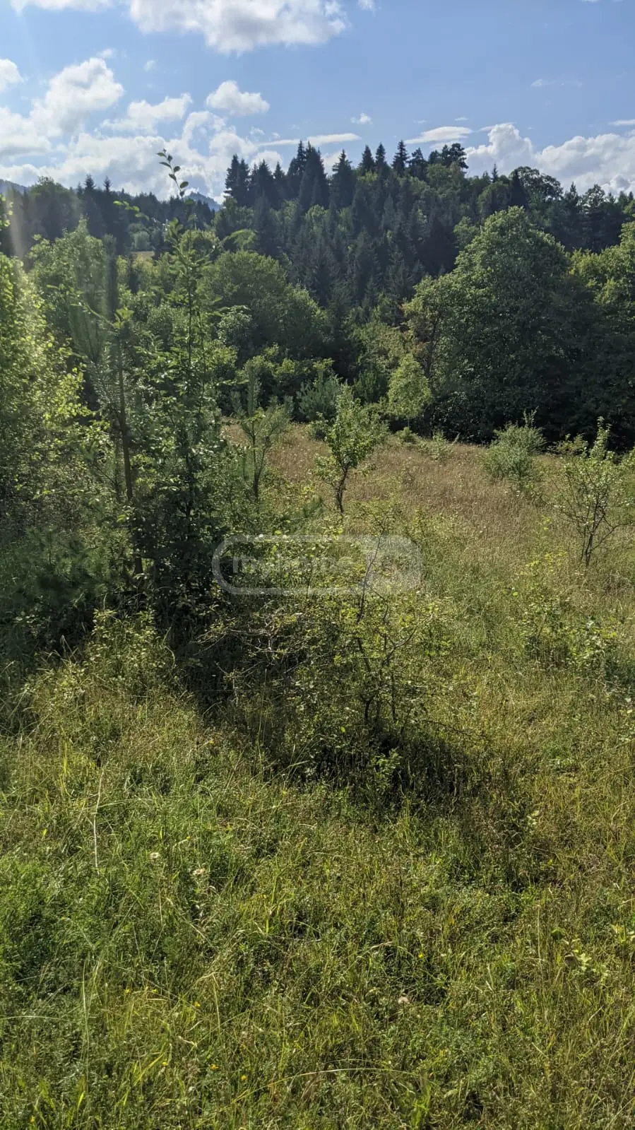 Agricultural Plot For Sale In Tsemi, In Borjomi Municipality view 6