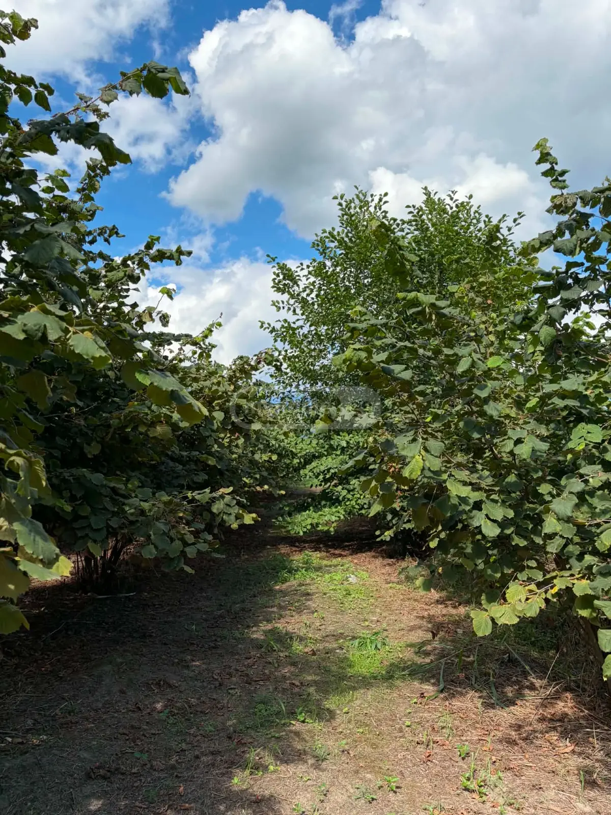 იყიდება Agricultural Plot In Lagodekhiში view 2